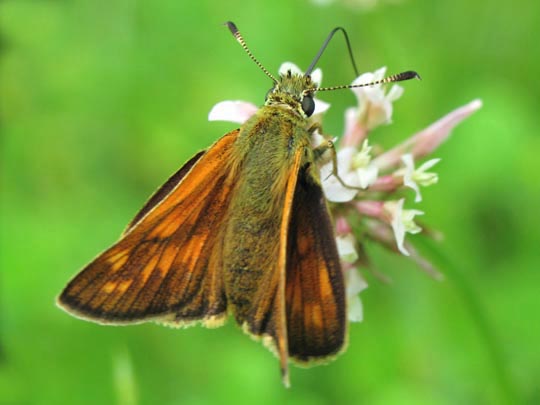 Ochlodes sylvanus, Rostfarbener Dickkopffalter
