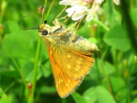 Ochlodes sylvanus, Rostfarbener Dickkopffalter