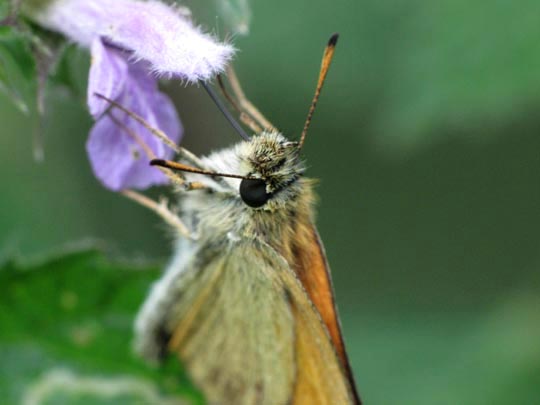 Thymelicus lineola, Schwarzkolbiger Braun-Dickkopffalter