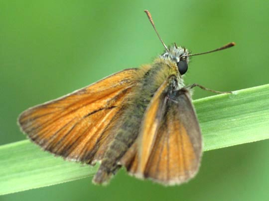 Thymelicus sylvestris, Braunkolbiger Braun-Dickkopffalter