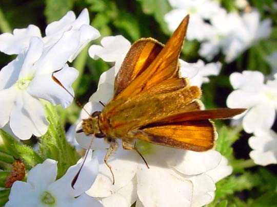 Rostfarbener Dickkopffalter, Ochlodes venatus faunus
