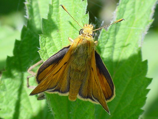 Ochlodes sylvanus, Rostfarbener Dickkopffalter