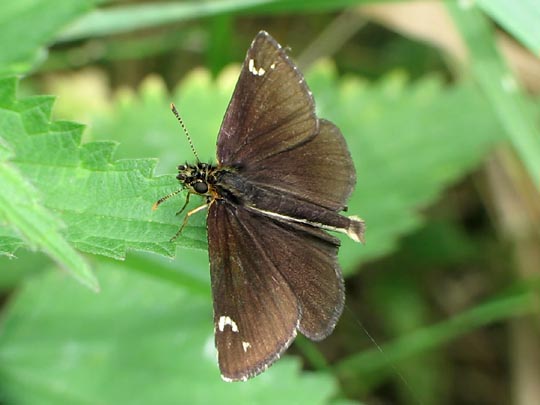 Heteropterus morpheus, Spiegelfleck-Dickkopffalter