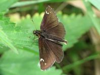 Heteropterus morpheus, Spiegelfleck-Dickkopffalter
