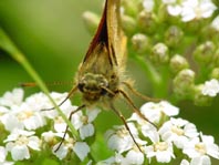 Rostfarbener Dickkopffalter, Ochlodes sylvanus