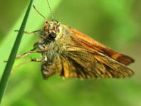 Rostfarbener Dickkopffalter, Ochlodes sylvanus