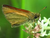 Thymelicus lineola, Schwarzkolbiger Braun-Dickkopffalte