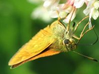 Rostfarbener Dickkopffalter, Ochlodes sylvanus