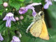 Thymelicus lineola, Schwarzkolbiger Braun-Dickkopffalte