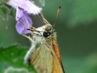 Thymelicus lineola, Schwarzkolbiger Braun-Dickkopffalte