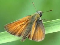 Thymelicus sylvestris, Braunkolbiger Braun-Dickkopffalter