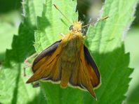 Rostfarbener Dickkopffalter, Ochlodes sylvanus