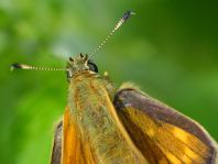 Rostfarbener Dickkopffalter, Ochlodes sylvanus