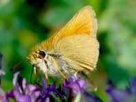 Thymelicus lineola, Schwarzkolbiger Braun-Dickkopffalte