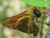 Rostfarbener Dickkopffalter, Ochlodes sylvanus