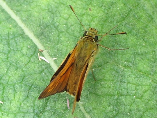 Ochlodes sylvanus, Rostfarbener Dickkopffalter