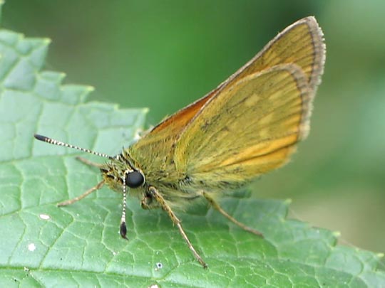 Ochlodes sylvanus, Rostfarbener Dickkopffalter