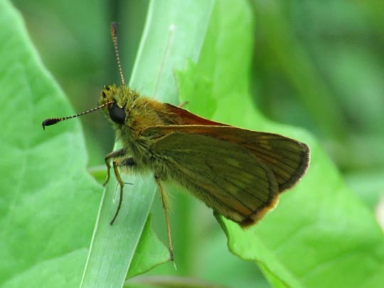 Ochlodes sylvanus, Rostfarbener Dickkopffalter
