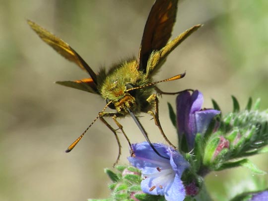 Ochlodes sylvanus, Rostfarbener Dickkopffalter