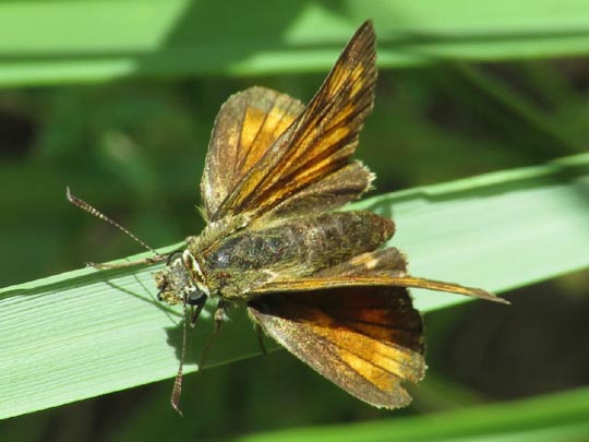 Ochlodes sylvanus, Rostfarbener Dickkopffalter