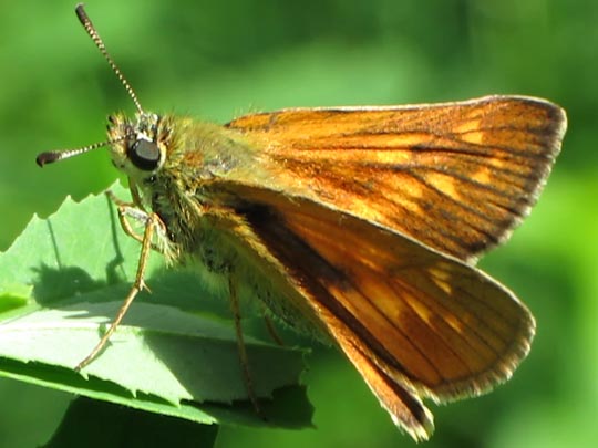 Ochlodes sylvanus, Rostfarbener Dickkopffalter