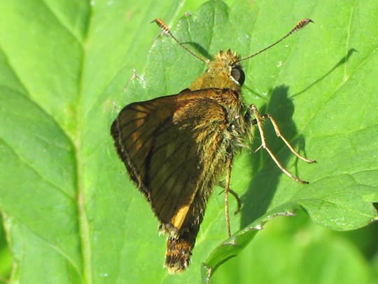 Ochlodes sylvanus, Rostfarbener Dickkopffalter