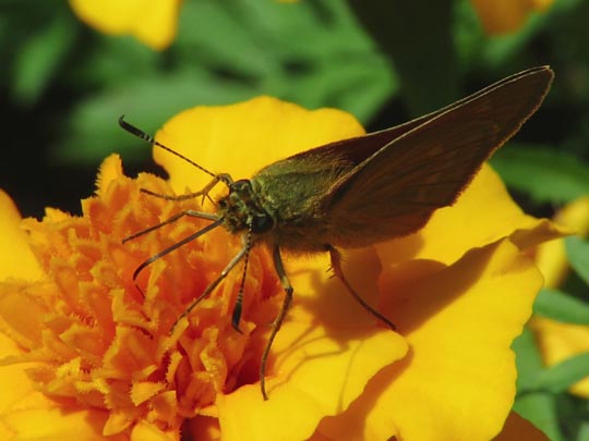 Ochlodes sylvanus, Rostfarbener Dickkopffalter