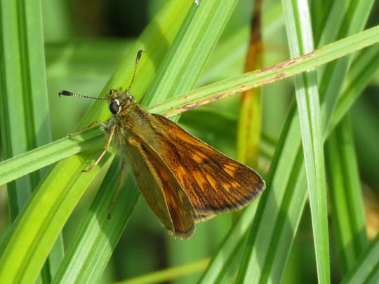 Ochlodes sylvanus, Rostfarbener Dickkopffalter