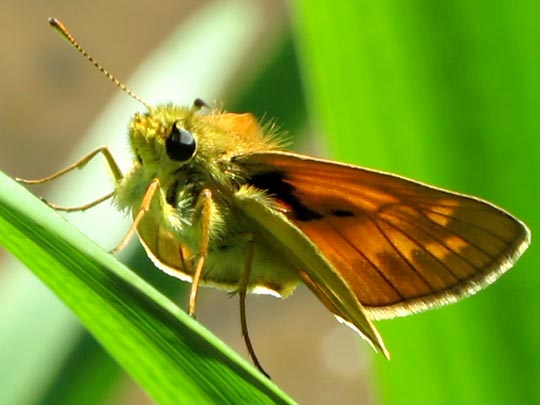 Ochlodes sylvanus, Rostfarbener Dickkopffalter