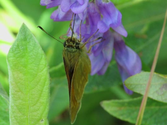 Ochlodes sylvanus, Rostfarbener Dickkopffalter