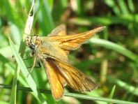 Rostfarbener Dickkopffalter, Ochlodes sylvanus
