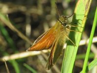 Thymelicus lineola, Schwarzkolbiger Braun-Dickkopffalte