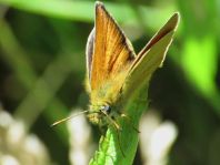 Thymelicus lineola, Schwarzkolbiger Braun-Dickkopffalte