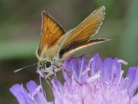 Thymelicus lineola, Schwarzkolbiger Braun-Dickkopffalte