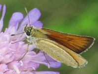 Thymelicus lineola, Schwarzkolbiger Braun-Dickkopffalte