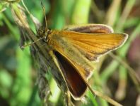 Thymelicus lineola, Schwarzkolbiger Braun-Dickkopffalte