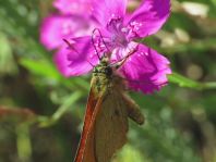 Thymelicus lineola, Schwarzkolbiger Braun-Dickkopffalte