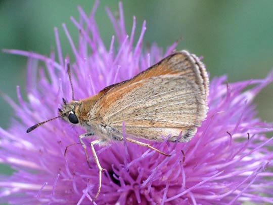 Thymelicus lineola, Schwarzkolbiger Braun-Dickkopffalter