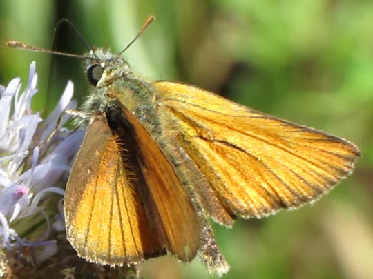 Thymelicus sylvestris, Braunkolbiger Braun-Dickkopffalter