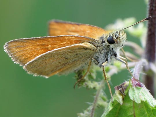 Thymelicus sylvestris, Braunkolbiger Braun-Dickkopffalter