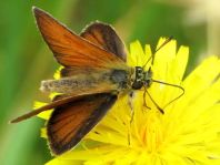 Thymelicus lineola, Schwarzkolbiger Braun-Dickkopffalte