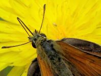 Thymelicus lineola, Schwarzkolbiger Braun-Dickkopffalte