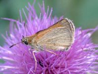 Thymelicus lineola, Schwarzkolbiger Braun-Dickkopffalte