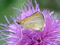 Thymelicus lineola, Schwarzkolbiger Braun-Dickkopffalte
