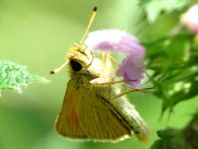Thymelicus lineola, Schwarzkolbiger Braun-Dickkopffalte