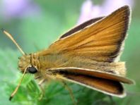 Thymelicus lineola, Schwarzkolbiger Braun-Dickkopffalte