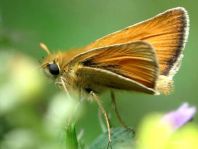 Thymelicus lineola, Schwarzkolbiger Braun-Dickkopffalte