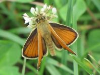 Thymelicus lineola, Schwarzkolbiger Braun-Dickkopffalte