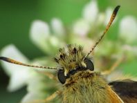 Thymelicus lineola, Schwarzkolbiger Braun-Dickkopffalte