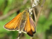 Thymelicus lineola, Schwarzkolbiger Braun-Dickkopffalte
